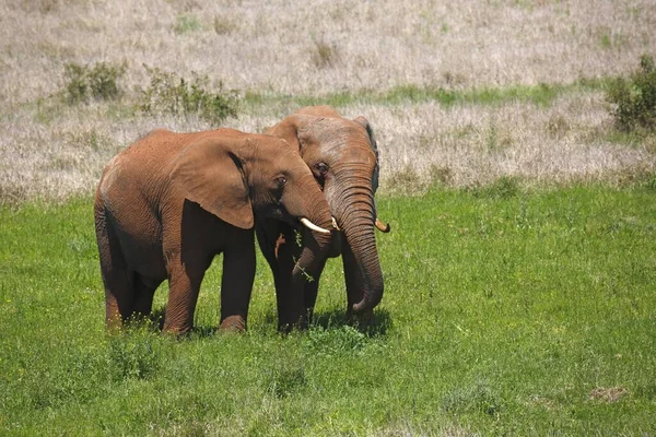 Elefanti Del Bush Africano Loxodonta Africana Ricoperti Fango Rosso Parco — Foto Stock