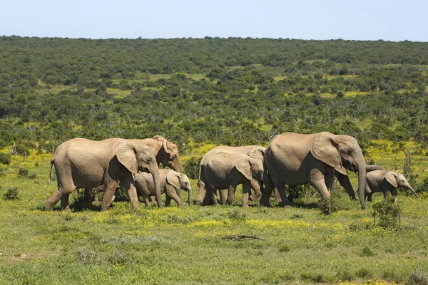 Αφρικανικοί Θάμνοι Ελέφαντες Loxodonta Africana Αγέλη Νεαρών Εθνικό Πάρκο Addo — Φωτογραφία Αρχείου