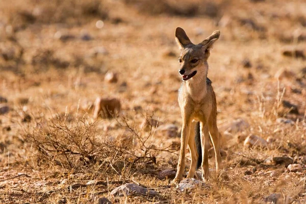 Siyah Sırtlı Çakal Canis Mesomelas Samburu Ulusal Rezervi Kenya Afrika — Stok fotoğraf