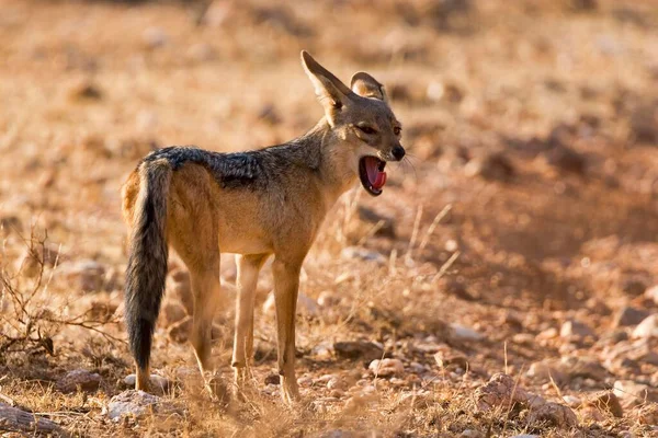 Chacal Respaldado Por Negros Canis Mesomelas Bostezando Reserva Nacional Samburu — Foto de Stock