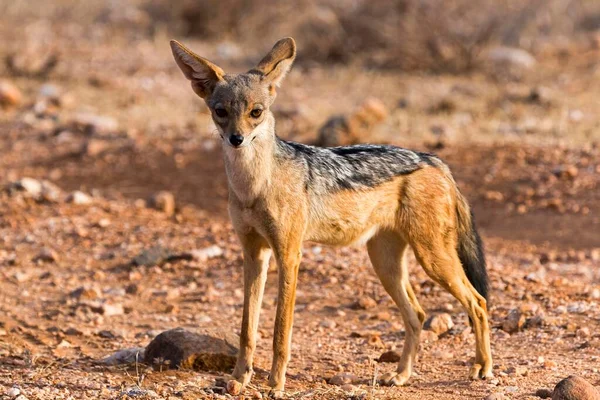 Chacal Costas Negras Canis Mesomelas Atento Reserva Nacional Samburu Quênia — Fotografia de Stock