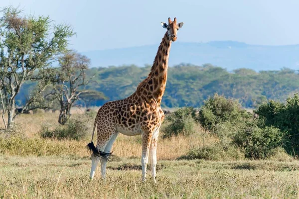 Rothschild Zürafası Giraffa Camelopardalis Rothschildi Nakuru Gölü Ulusal Parkı Kenya — Stok fotoğraf