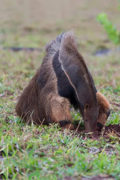 Anteater Gigante Myrmecophaga Tridactyla Foraggiamento Alimentazione Termitaio Mato Grosso Brasile — Foto Stock
