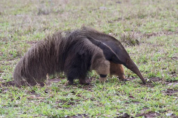 Anteater Gigante Myrmecophaga Tridactyla Foraggiamento Mato Grosso Brasile Sud America — Foto Stock