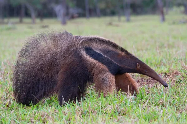 Anteater Gigante Myrmecophaga Tridactyla Foraggiamento Mato Grosso Brasile Sud America — Foto Stock