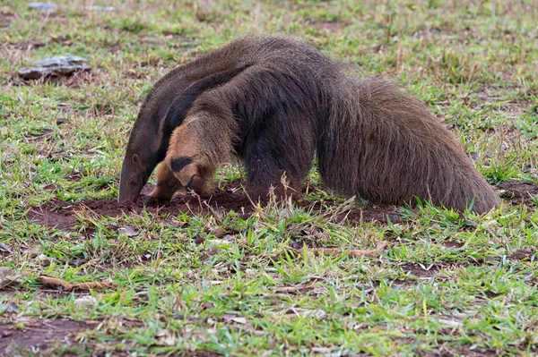 Anteater Gigante Myrmecophaga Tridactyla Foraggiamento Alimentazione Termitaio Mato Grosso Brasile — Foto Stock