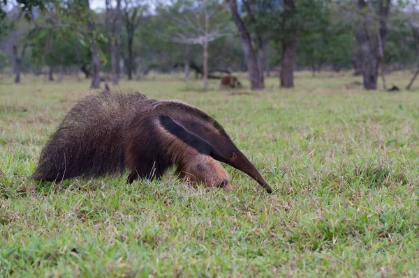 Anteater Gigante Myrmecophaga Tridactyla Mato Grosso Brasile Sud America — Foto Stock