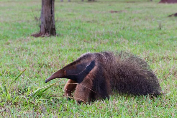 Anteater Gigante Myrmecophaga Tridactyla Mato Grosso Brasile Sud America — Foto Stock