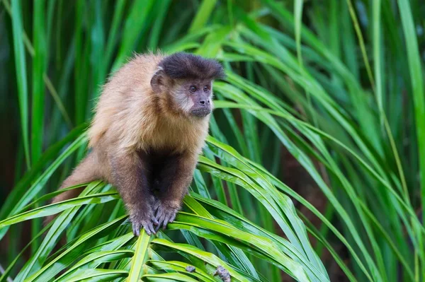 Tufted Capuchin Black Capuchin Vagy Brown Capuchin Cebus Apella Pálmafán — Stock Fotó