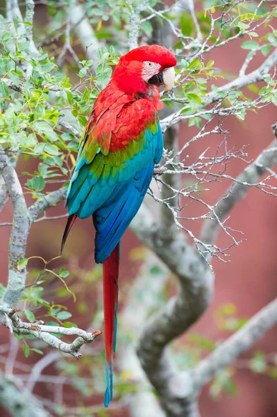 Green Winged Macaw Red Green Macaw Ara Chloropterus Buraco Das — Stock Photo, Image