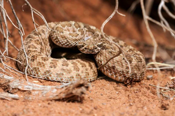 Rattlesnake Crotalus 記念碑バレー ナバホ部族公園 アリゾナ州 アメリカ — ストック写真