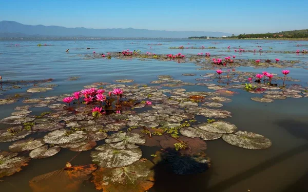 Pink Water Lilies Nymphaea Pubescens Phayao Lake Phayao Province Thailand — Stock Photo, Image