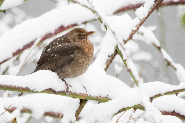 Eurasian Common Blackbird Turdus Merula Female Rose Branch Snow Germany — Stock Photo, Image