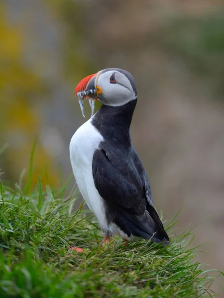 Atlantic Puffin Fratercula Arctica Рибою Дзьобі Borgarfjrdur Iceland Europe — стокове фото