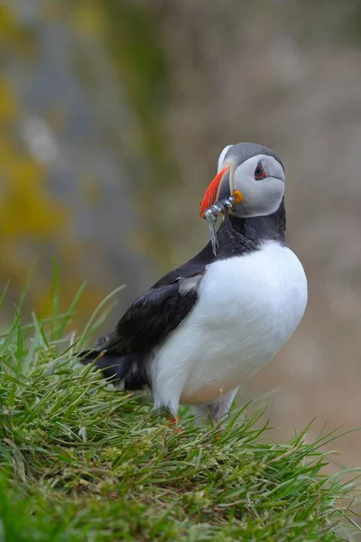 Atlantische Papegaaiduiker Fratercula Arctica Met Vis Snavel Borgarfjrdur Ijsland Europa — Stockfoto