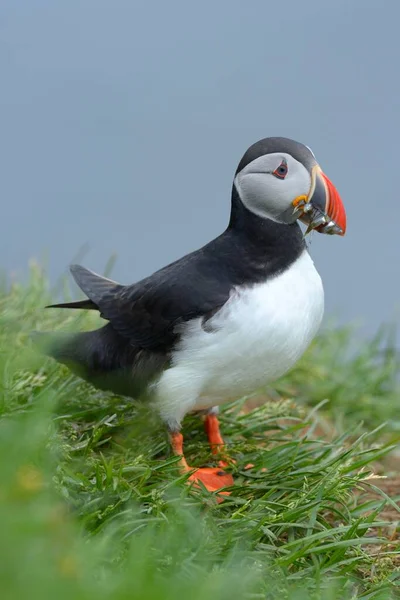 Puffin Atlantico Fratercula Arctica Con Pesce Becco Borgarfjrdur Islanda Europa — Foto Stock