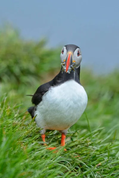 Macareux Moine Fratercula Arctica Avec Des Poissons Bec Borgarfjrdur Islande — Photo