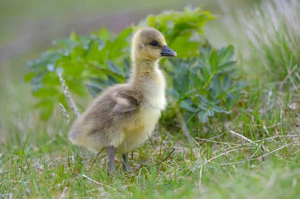 Greylag Goose Anser Anser Chick Gosling Grass Flatey Island Breidafjrdur — 图库照片