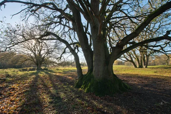 English Oak Also French Oak Pedunculate Oak Quercus Robur Borkener — Stockfoto