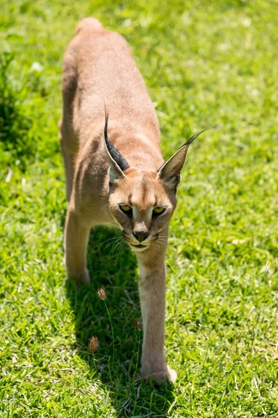 Karakter Caracal Caracal Yaş — Stok fotoğraf