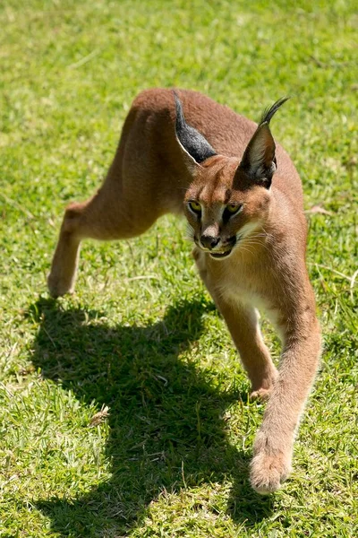 Karakal Caracal Caracal Cień Wiek Miesięcy Niewolnik — Zdjęcie stockowe