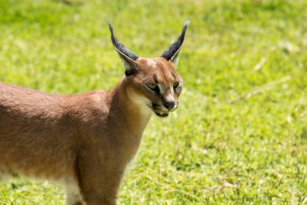 Caracal Caracal Caracal Meses Edad Cautivo — Foto de Stock