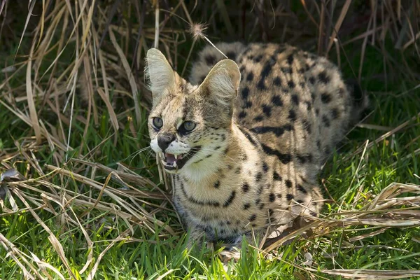 Serval Leptailurus Serval Age Years Captive — Stock Photo, Image