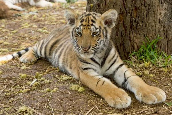 Tigre Real Bengala Panthera Tigris Tendido Tierra Edad Meses Cautivo — Foto de Stock