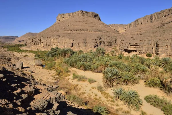 Palmenhain Iherir Canyon Nationalpark Tassili Ajjer Unesco Weltkulturerbe Sahara Nordafrika — Stockfoto
