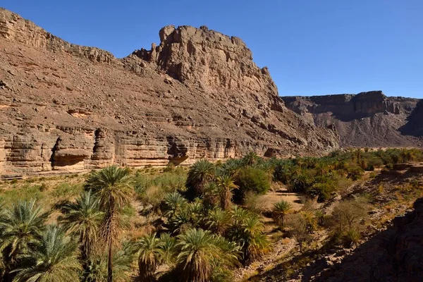 Palmenhain Iherir Canyon Nationalpark Tassili Ajjer Unesco Weltkulturerbe Sahara Nordafrika — Stockfoto