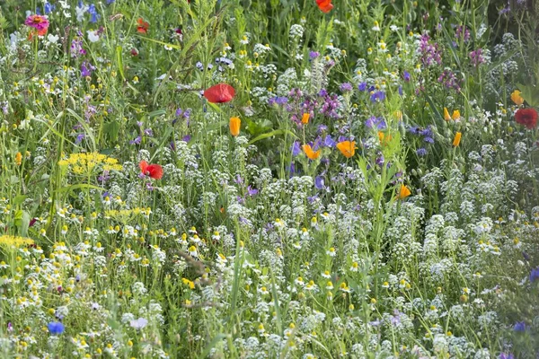 Jardín Con Flores Silvestres Bélgica Europa — Foto de Stock