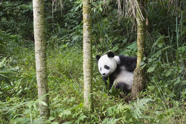 Riesenpanda Ailuropoda Melanoleuca Jahre China Conservation Research Centre Giant Panda — Stockfoto