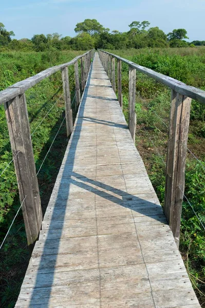 Mato Grosso Pantanal Wooden Walkway 南美洲 — 图库照片