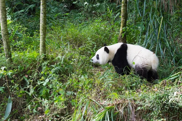 Riesenpanda Ailuropoda Melanoleuca Jahre China Conservation Research Centre Giant Panda — Stockfoto