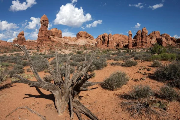 Felszinnen Abgestorbene Borstenkiefern Pinus Aristata Davor Arches National Park Utah — Stockfoto