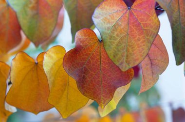 Leaves in autumn colors, Judas tree (Cercis siliquastrum), Forest Pansy variety, Bavaria, Germany, Europe clipart