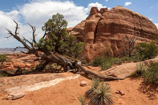 Rock Formations Devil Garden Trailhead Arches National Park Utah Usa — Stock Photo, Image