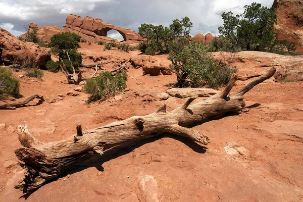 Skyline Arch Dead Bristlecone Pine Pinus Aristata Front Arches National — Stock Photo, Image