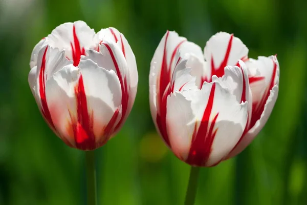 Red and white tulips (Tulipa sp.), Germany, Europe