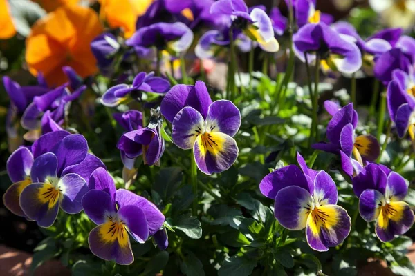 Dziki Pedał Viola Tricolor Niemcy Europa — Zdjęcie stockowe