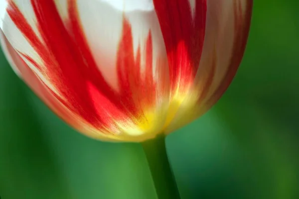 Tulipán Rojo Blanco Tulipa Alemania Europa — Foto de Stock