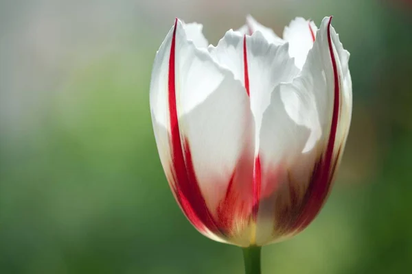 Tulipa Vermelha Branca Tulipa Alemanha Europa — Fotografia de Stock