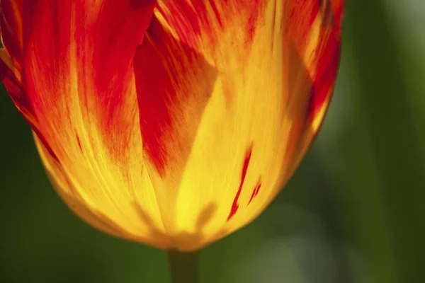Tulipán Amarillo Rojo Tulipa Baden Wrttemberg Alemania Europa — Foto de Stock