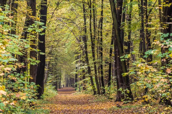 Path City Forest Autumn Mood Weimar Thuringia Alemanha Europa — Fotografia de Stock