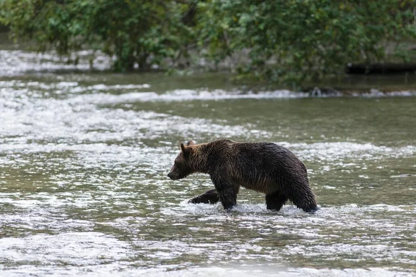 Mainland Grizzly Ursus Arctos Horribilis Camminare Acqua Bute Inlet Vancouver — Foto Stock