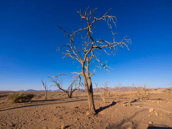 Gedroogde Kamelendoornboom Acacia Erioloba Kulala Wilderness Reserve Aan Rand Van — Stockfoto