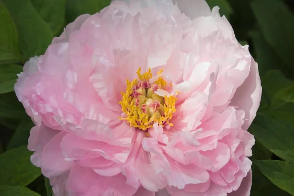 Рожева Квітка Квебек Канада Північна Америка — стокове фото