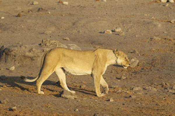 Aslan Panthera Leo Dişi Aslan Yürüyüşü Etosha Ulusal Parkı Namibya — Stok fotoğraf