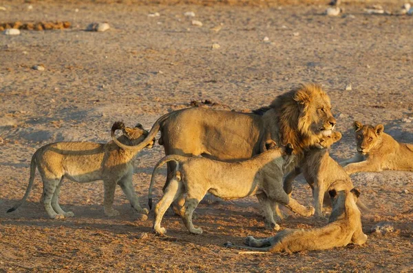 Aslan Panthera Leo Erkek Aslan Sürüsünün Yavruları Tarafından Sevgiyle Karşılanır — Stok fotoğraf