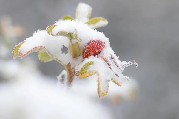 雪とローズヒップ ローザ カニーナ ヘッセ ドイツ ヨーロッパ — ストック写真